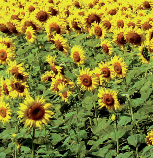 Girasoli2