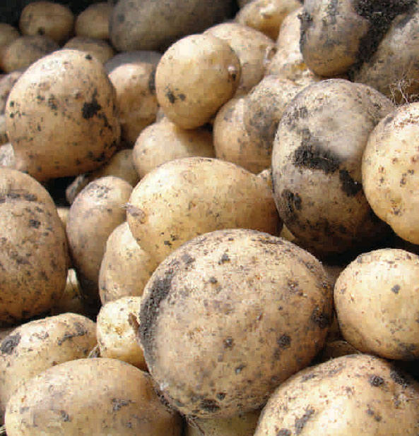 Patate2
