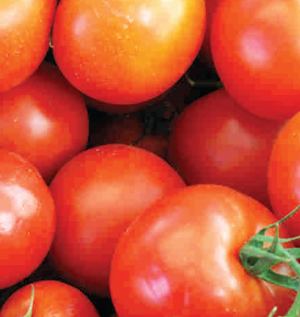 Pomodori2